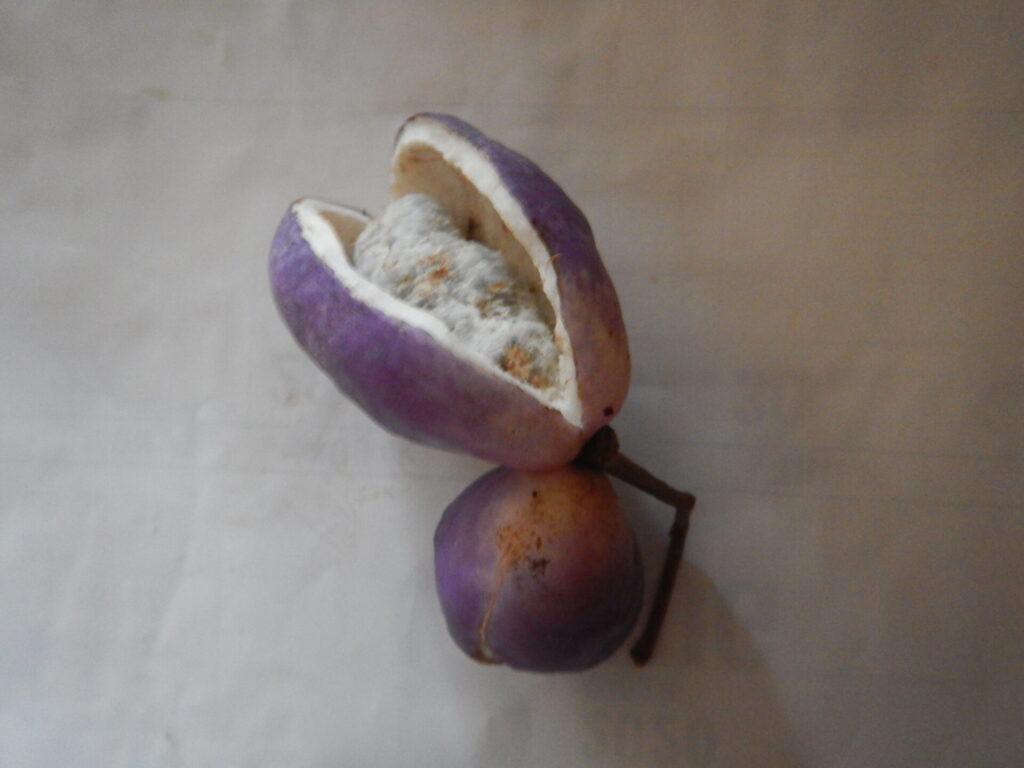 去年採った実