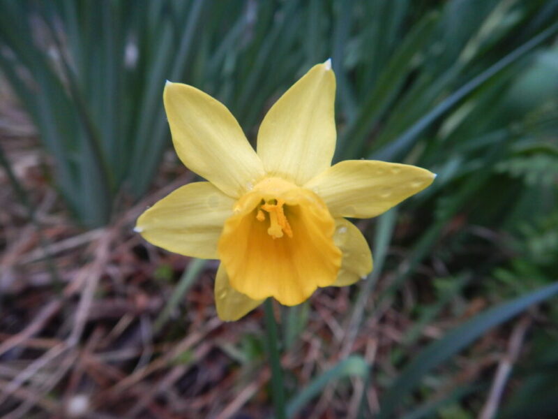 花びらが黄色いラッパスイセン