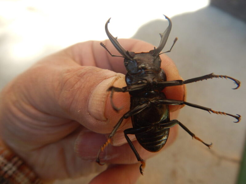 ヒラタクワガタの顔、腹