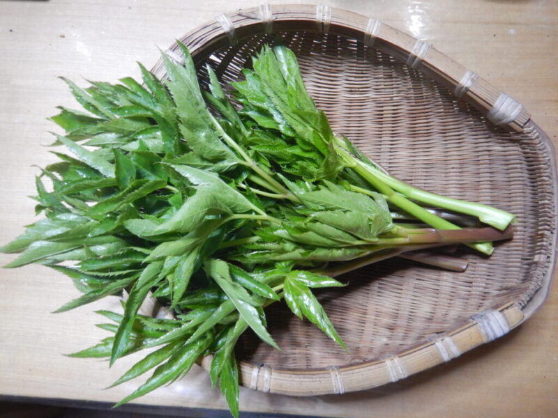 収穫したアシタバ