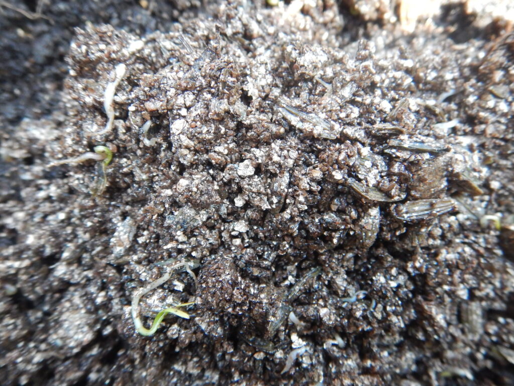 発芽したアシタバ