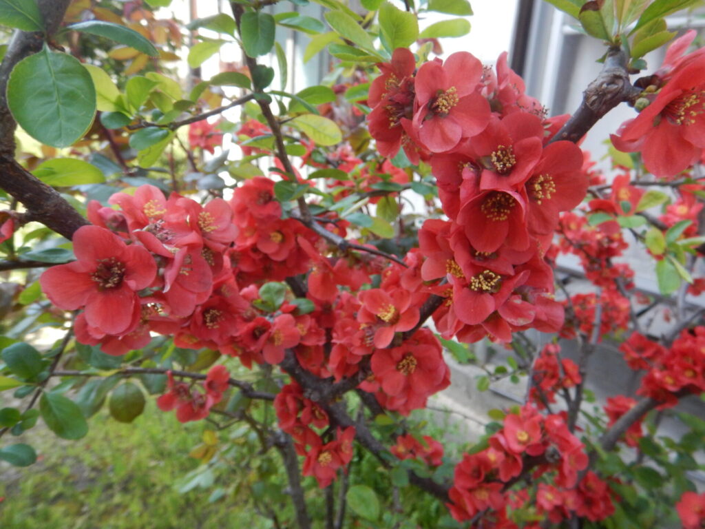 近所で咲くボケの花