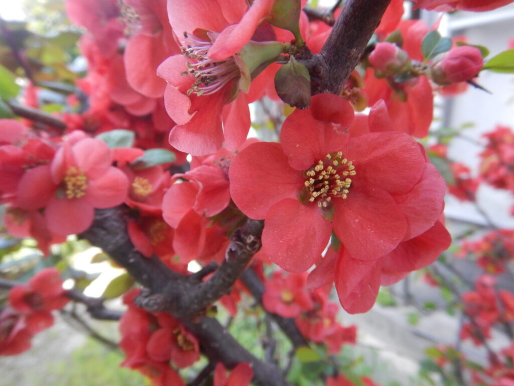 紅緋ボケの花