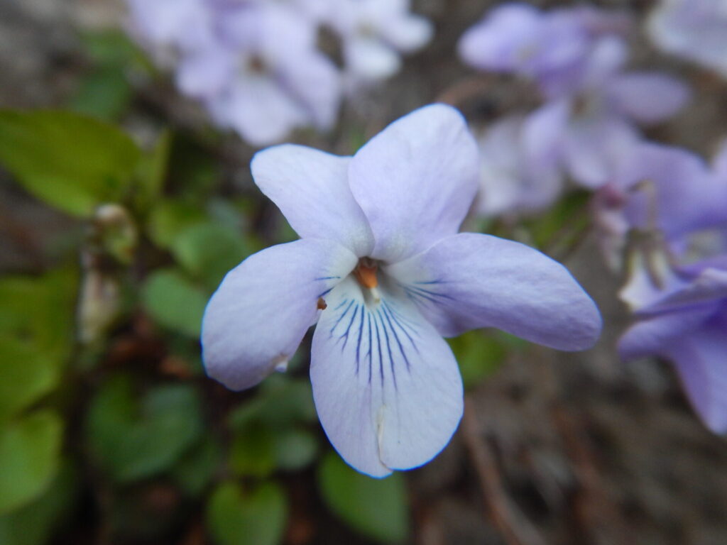 スミレの花