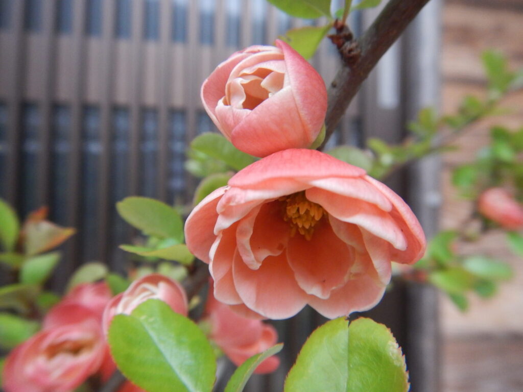 ボケのツボミと花