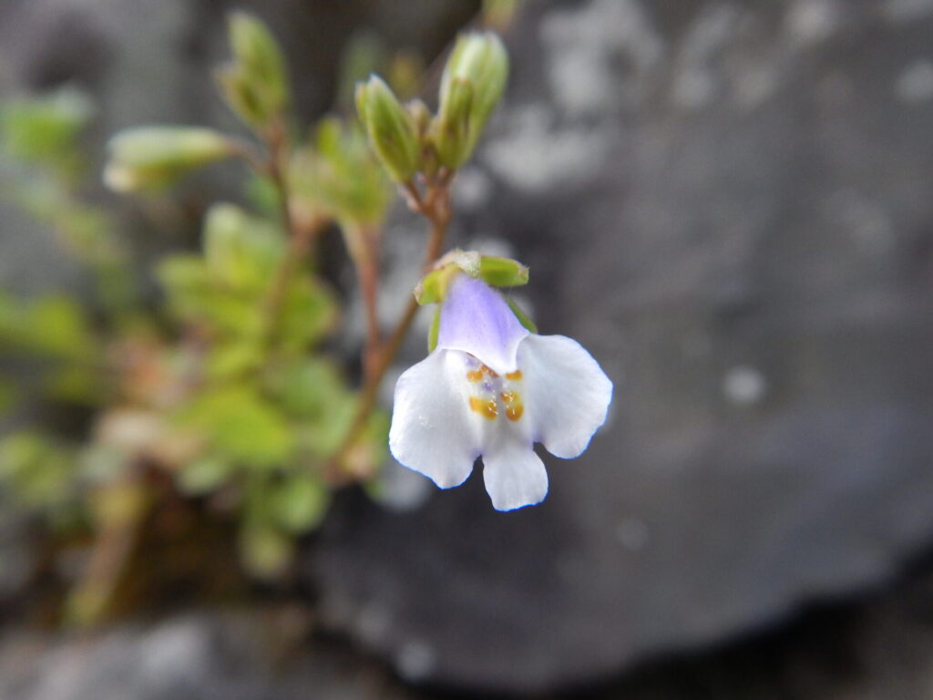 トキワハゼの花
