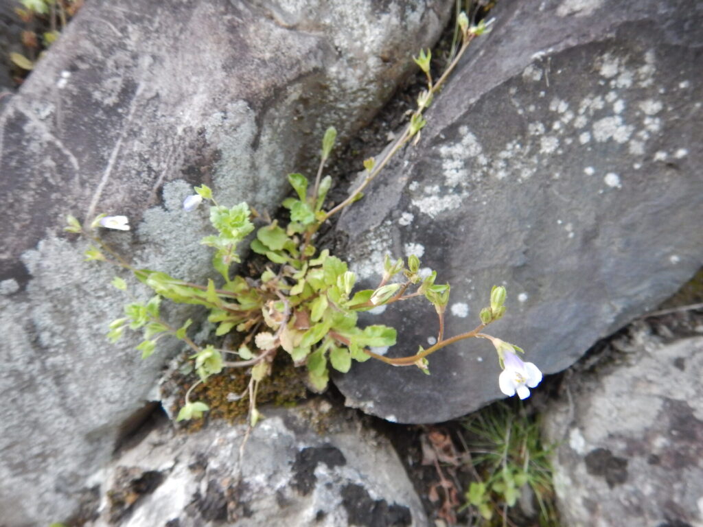 トキワハゼの花と葉・茎