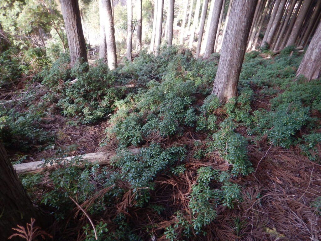 日陰で育つアセビ