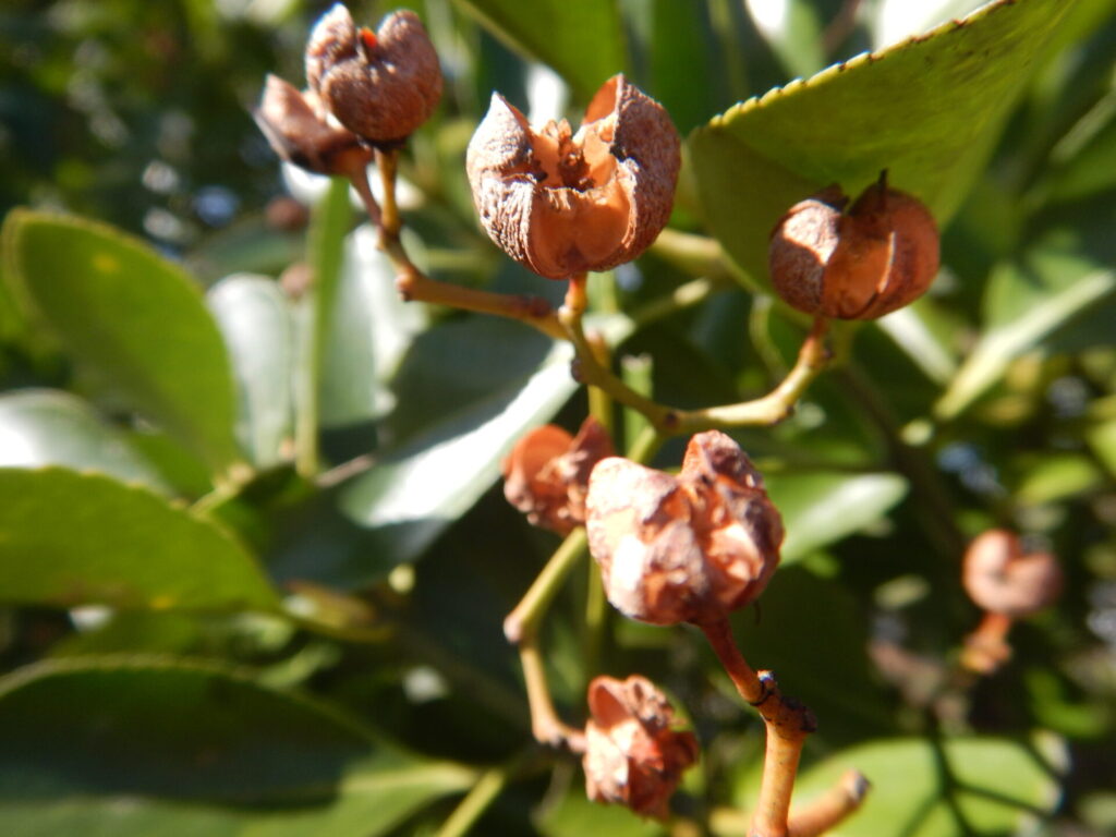 マサキ 柾 正木 の赤い実 山に出かけてecoライフ