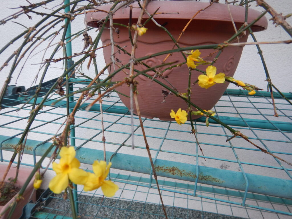 オウバイの茎