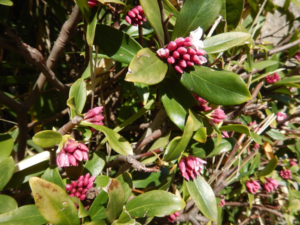 いい香りのジンチョウゲ 沈丁花 が咲きました