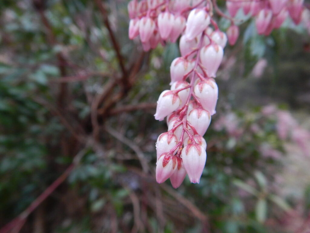 近くで見たアセビの花