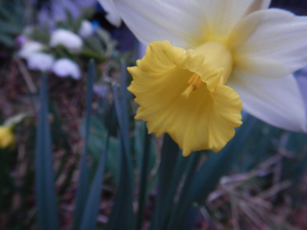 筒状の花のびらのラッパスイセン
