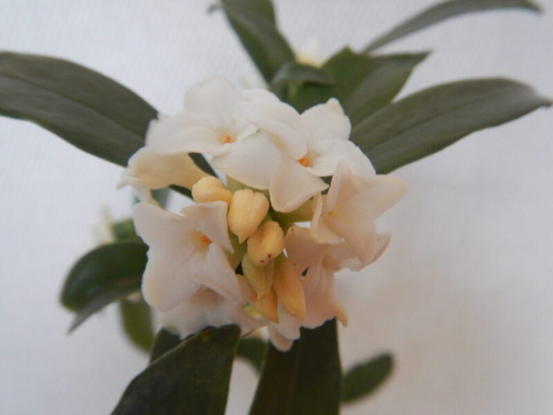 白いジンチョウゲの花