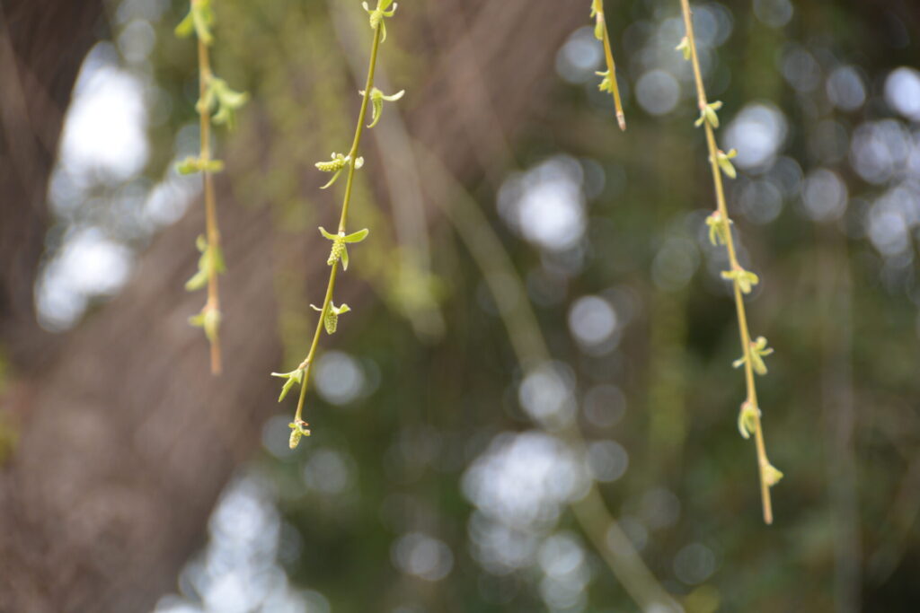 シダレヤナギ 枝垂れ柳 の 花と新緑