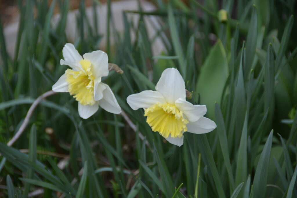 筒状の花びらが広がったスイセンたち