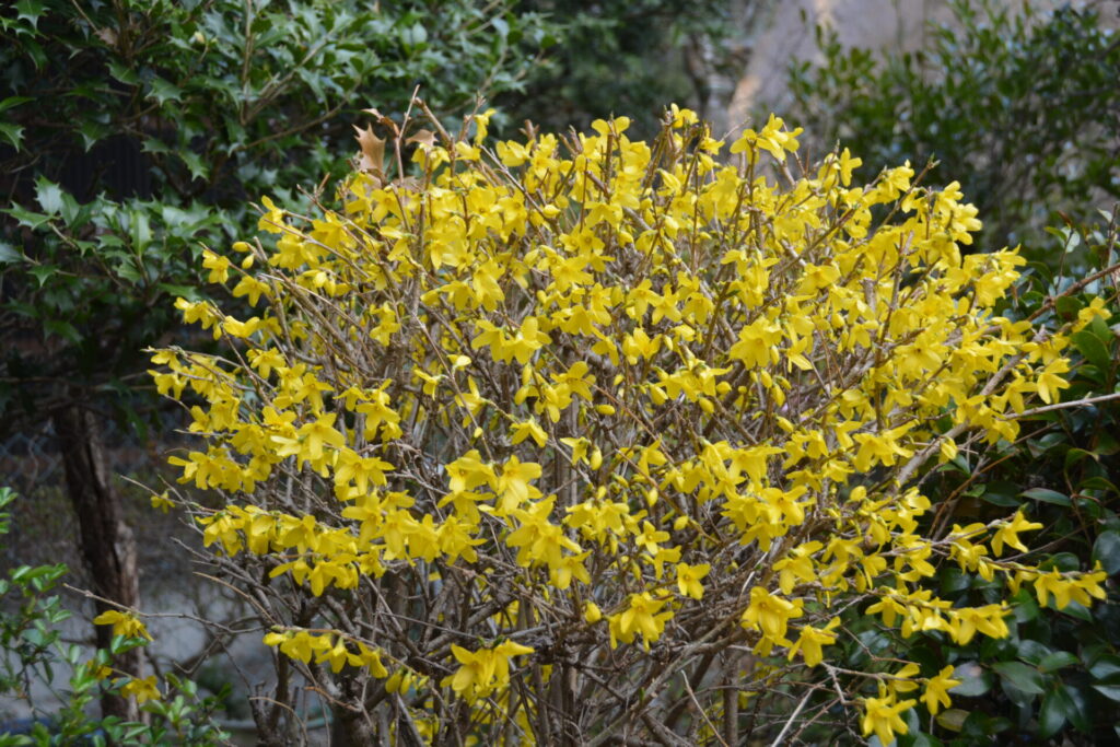 レンギョウの花