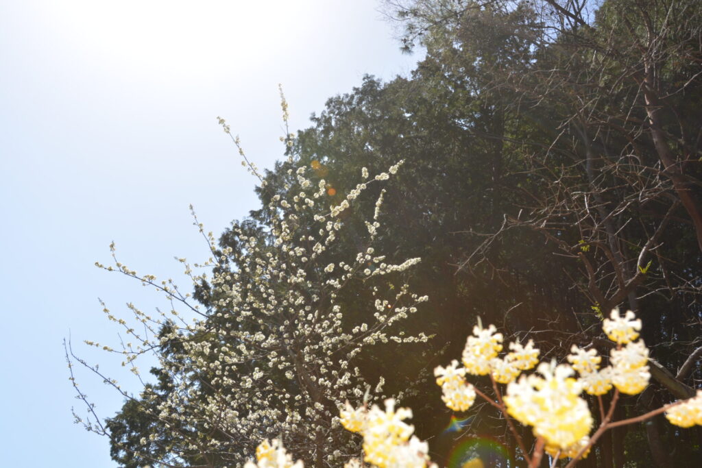 スモモ 李 酢桃 の花も咲きました