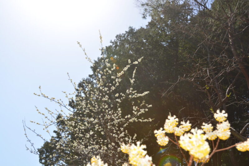ミツマタの傍で咲くスモモ