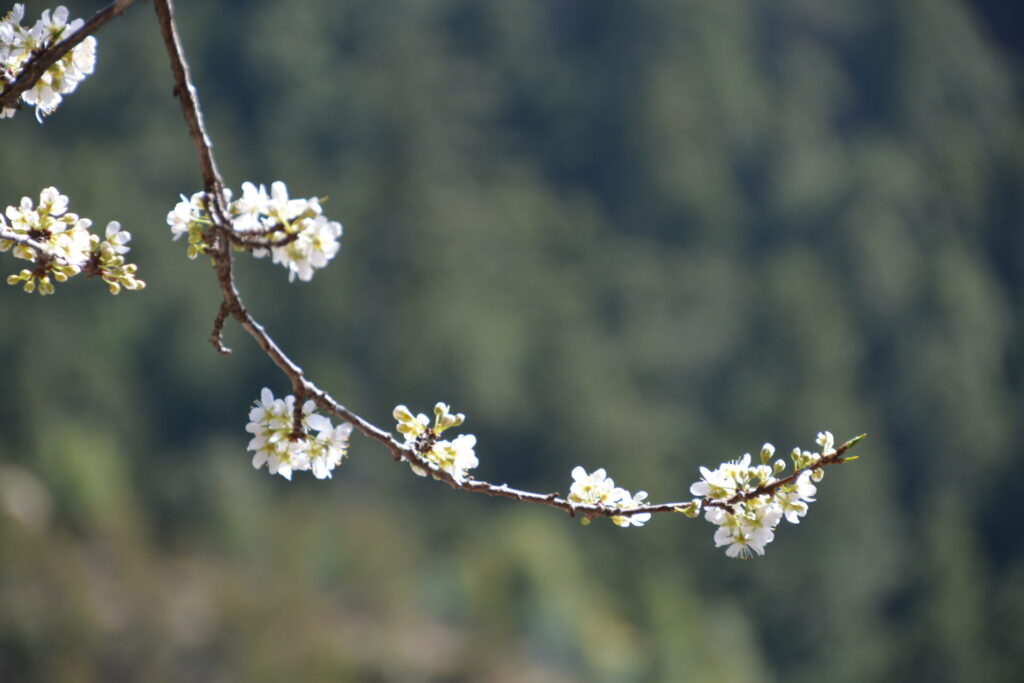 枝先の花々