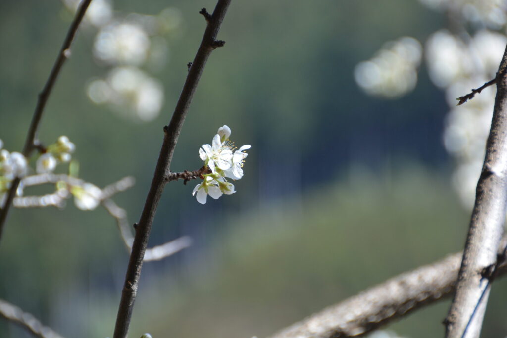 スモモの花たち