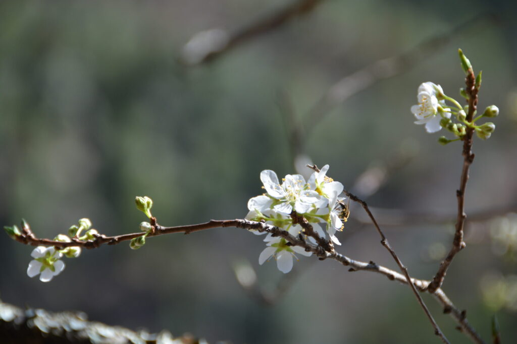 スモモの花と蜂