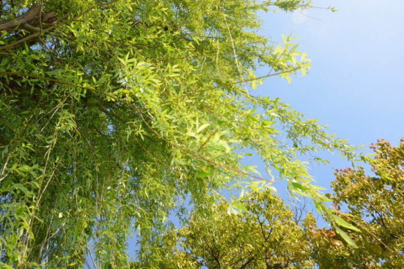 緑が濃くなったシダレヤナギの葉（4月）