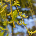 シダレヤナギの花