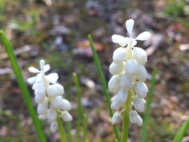 ムスカリの白い花