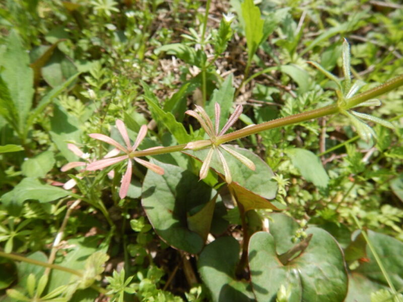 ヤエムグラの茎と葉