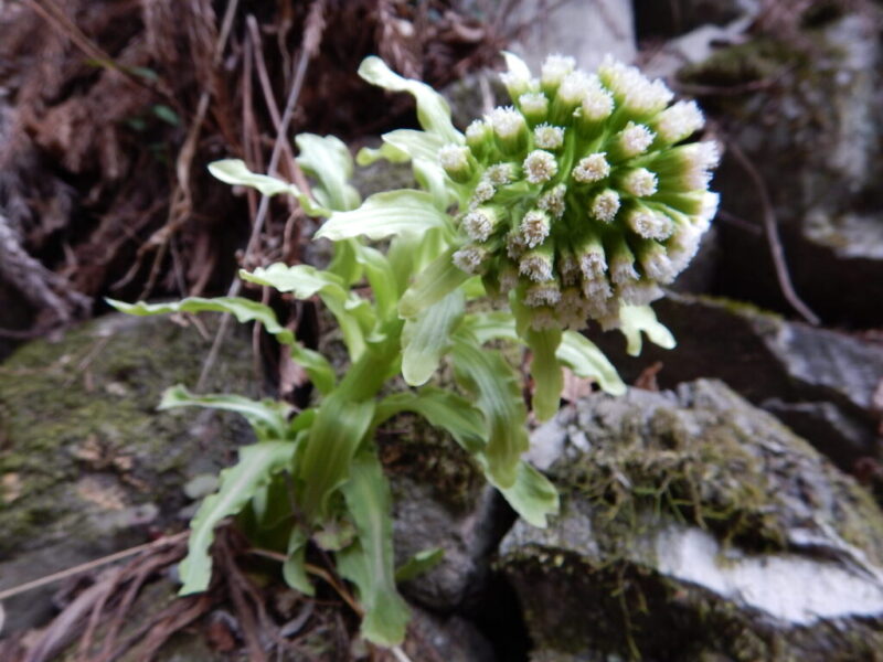花が咲いたフキノトウ