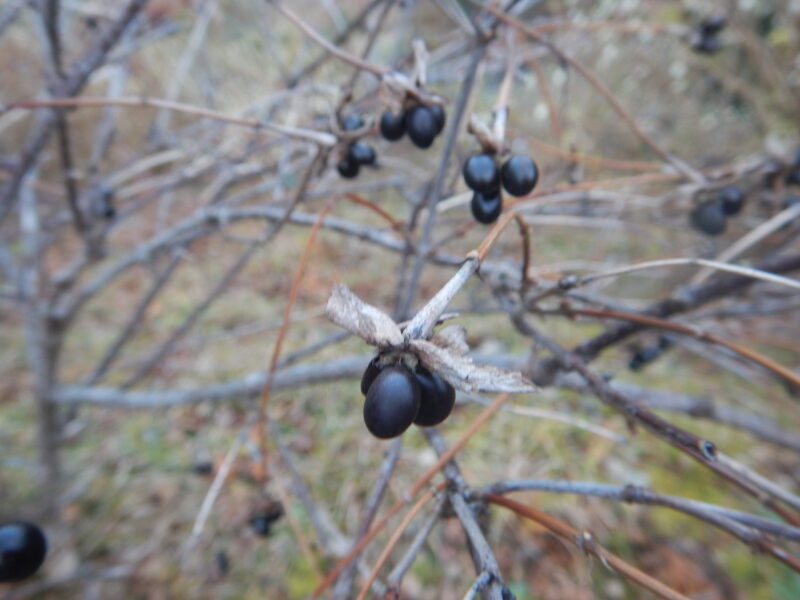 シロヤマブキの黒い実