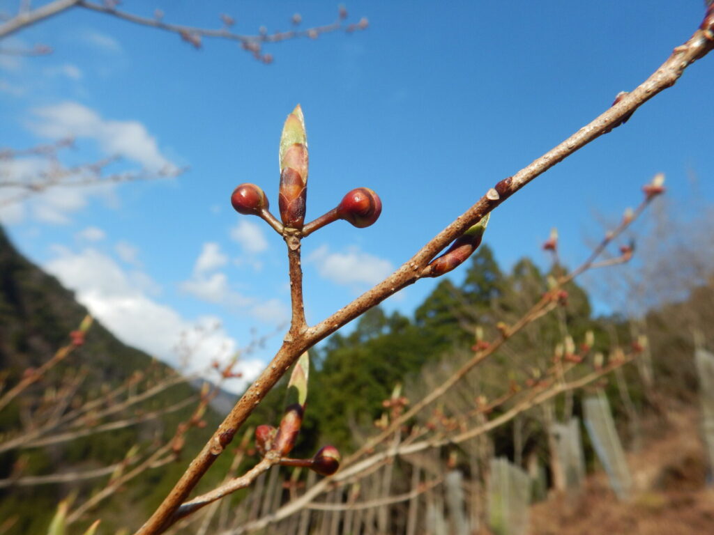 カナクギノキに冬芽(3月24日)
