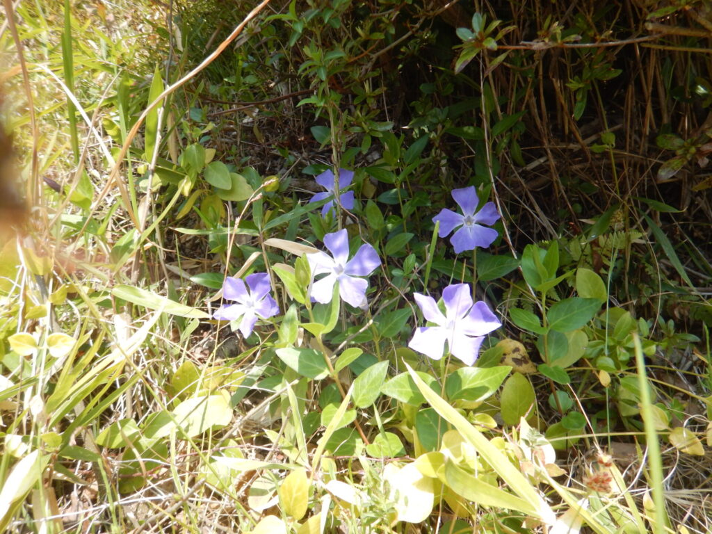 ツルニチニチソウの花々