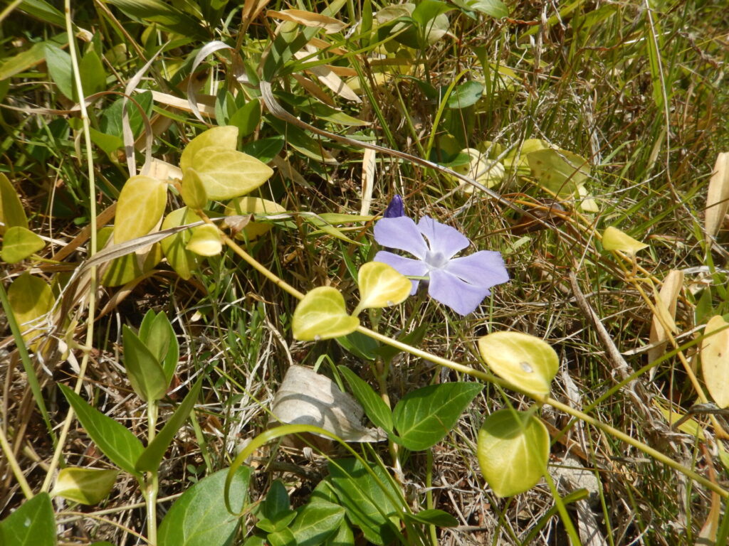 ツルニチニチソウの茎と花
