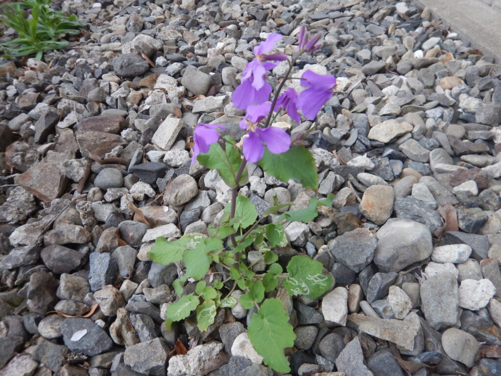 オオアラセイトウの花