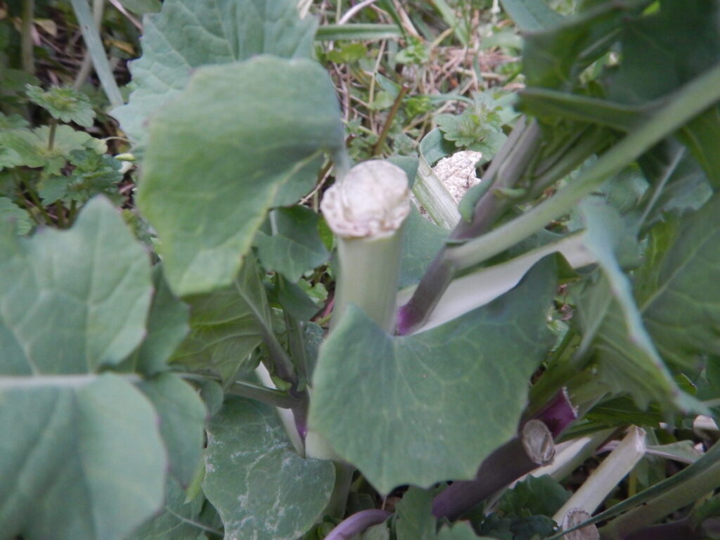 3月のノラボウ菜