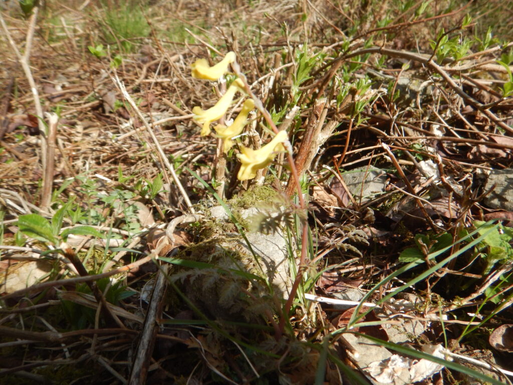 ケマンの花