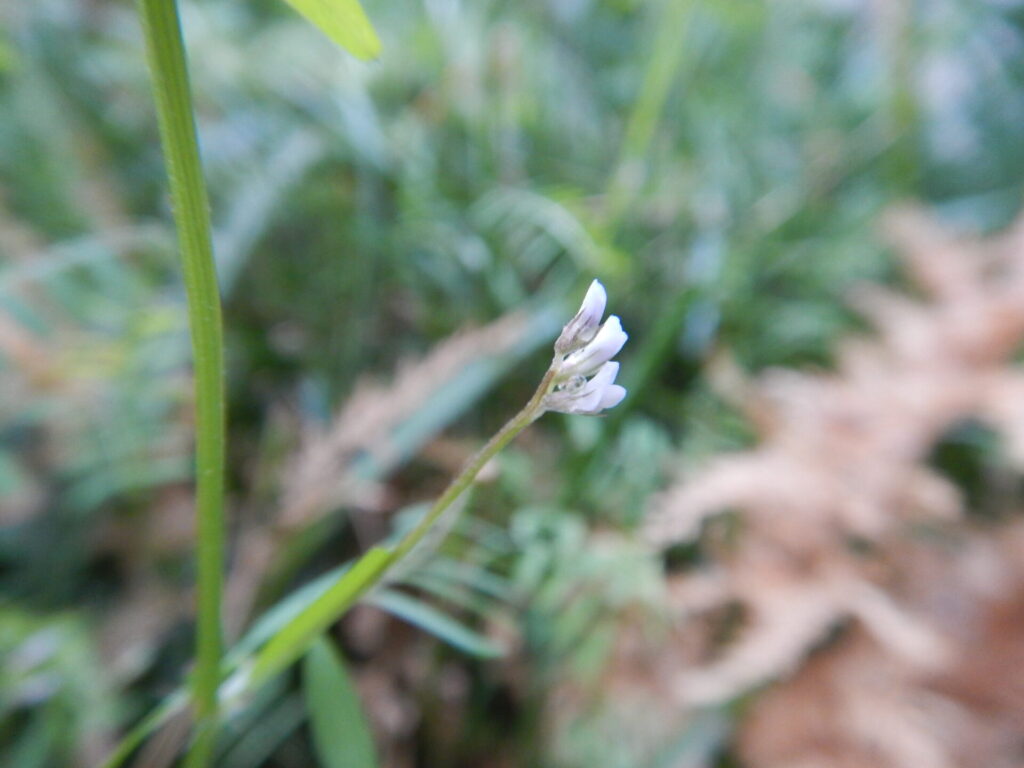 スズメノエンドウ花