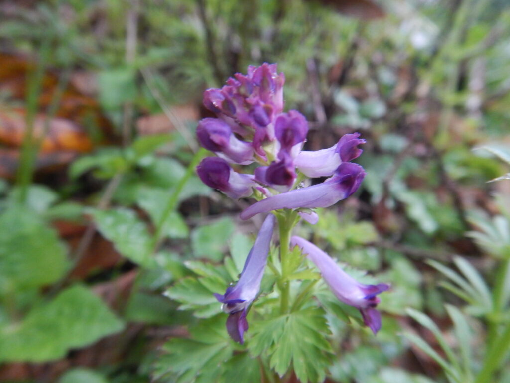 ムラサキケマンの花