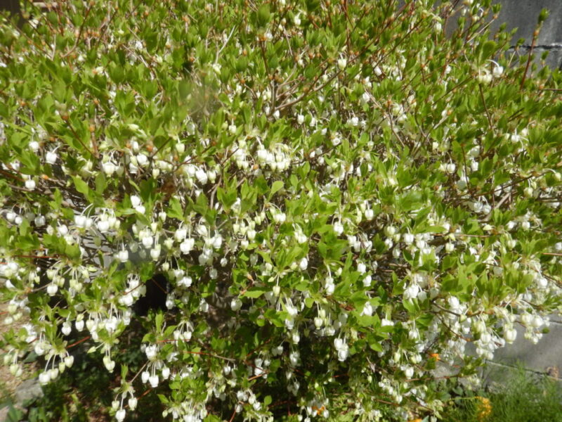 たくさん咲いたドウダンツツジの花
