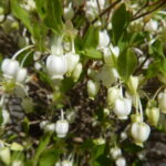 ドウダンツツジ