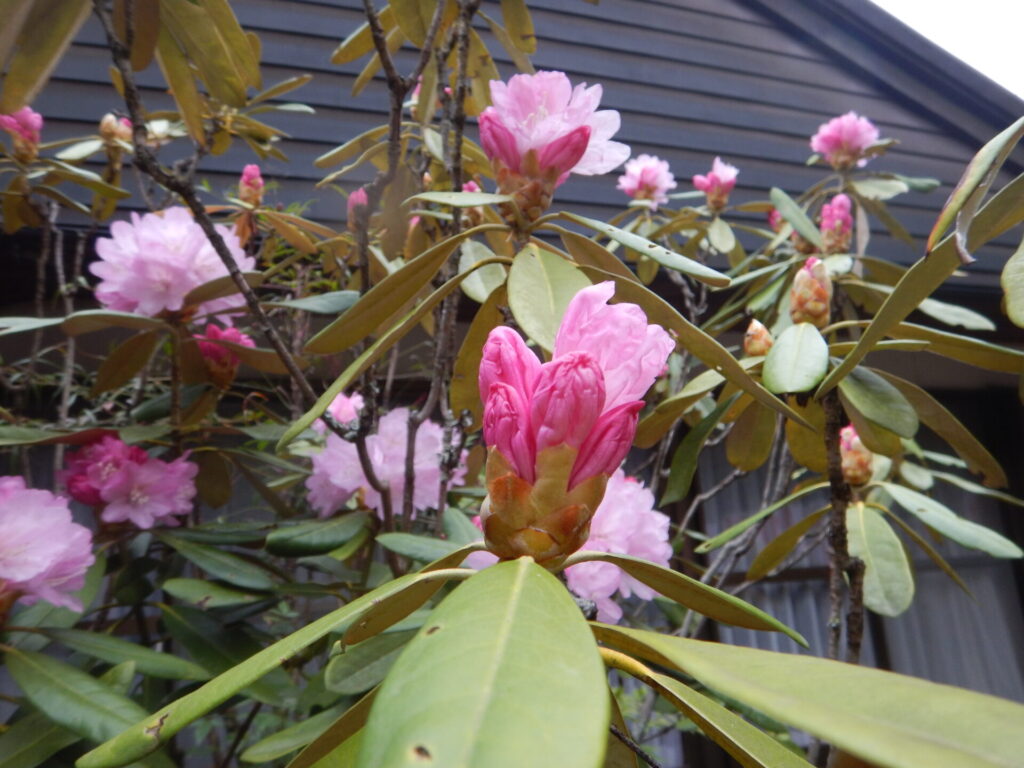 シャクナゲの花とツボミ