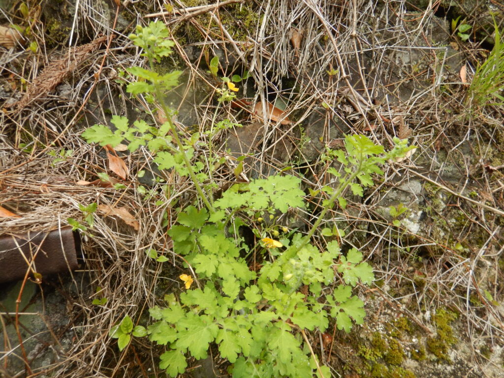 クサノオウの茎と葉