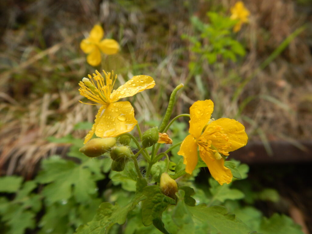 横から見たクサノオウの花