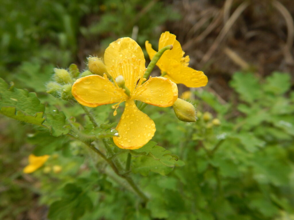 クサノオウの花