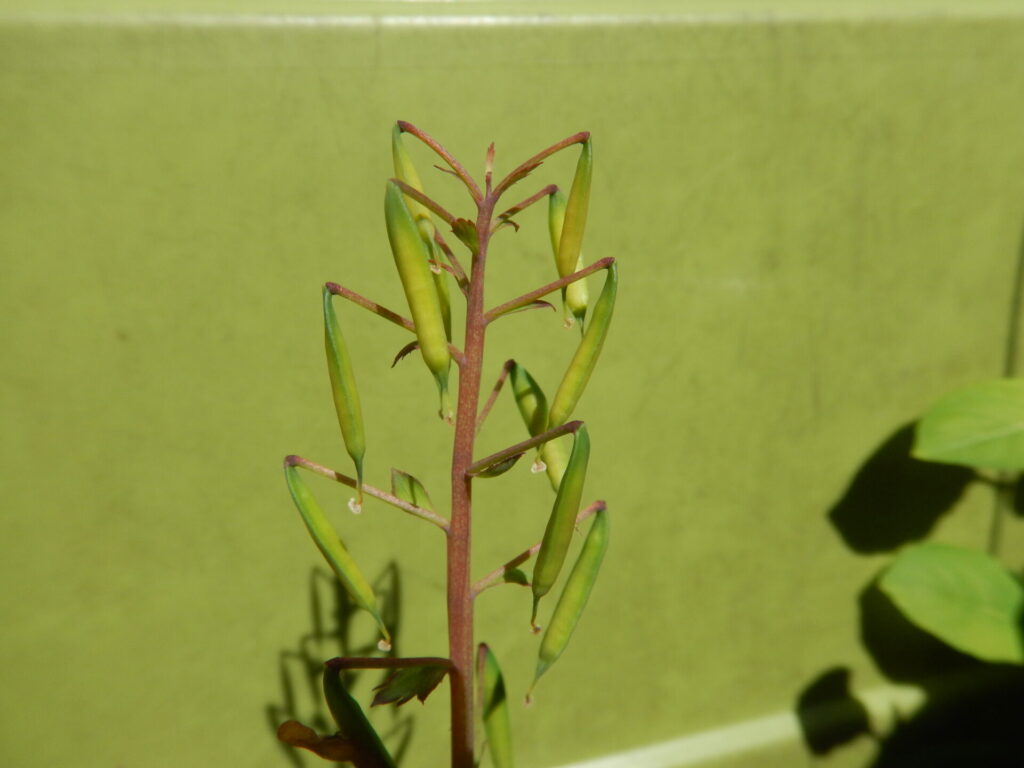 ムラサキケマンの実