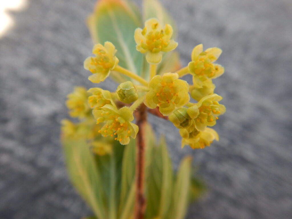 近くで見たカナクギノキの花(4月7日)