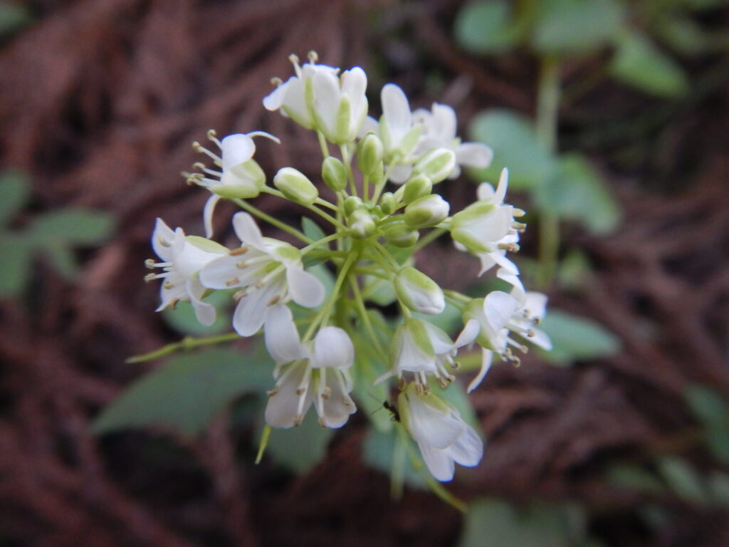 近くで見たワサビの花