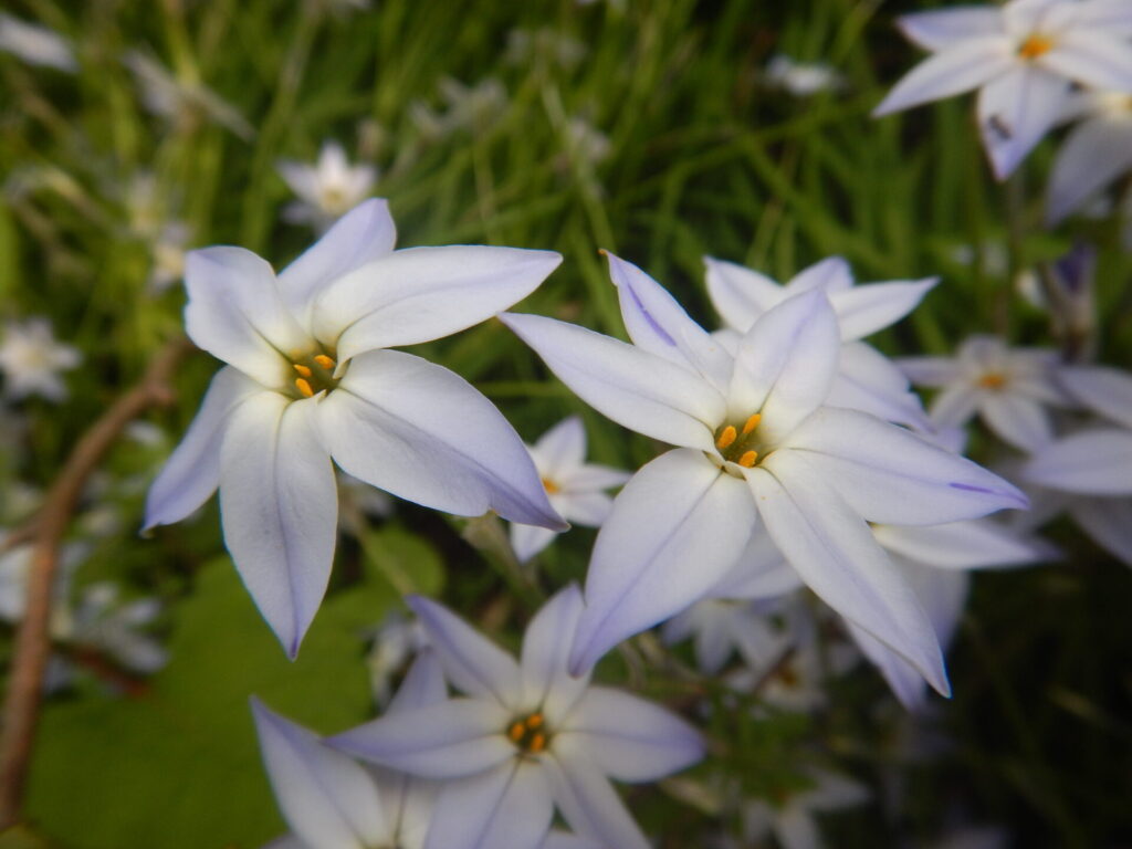 ハナニラ(花韮)